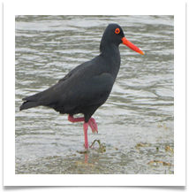 AFRICAN BLACK OYSTER CATCHER - Steve Hodson